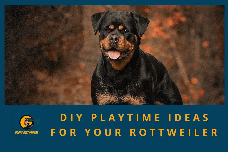DIY Playtime Ideas for Your Rottweiler